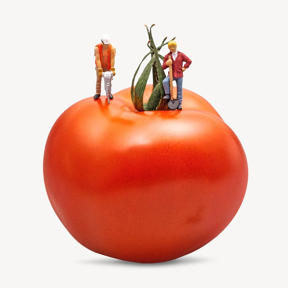 Tomato fruit, isolated image