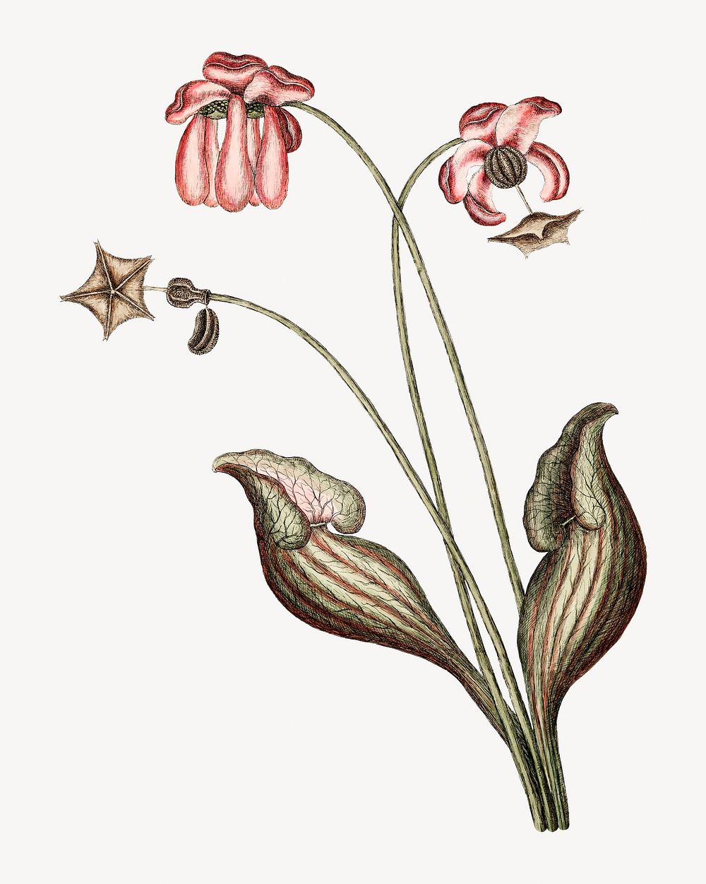 Flower botanical illustration isolated design. Remixed by rawpixel.