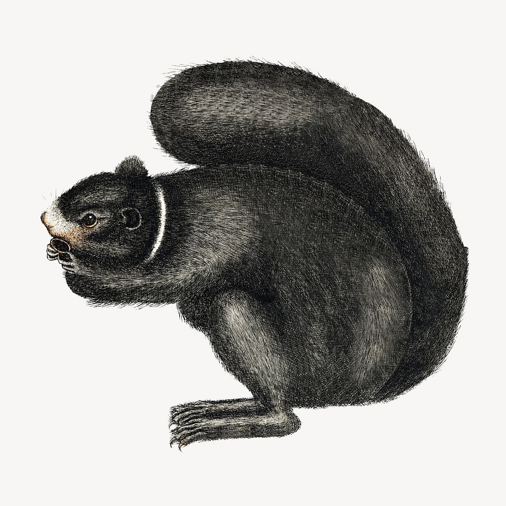 Black squirrel vintage illustration, animal isolated design. Remixed by rawpixel.