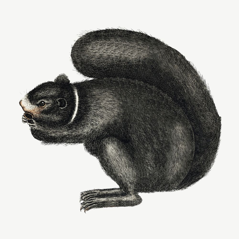 Black squirrel illustration collage element, vintage animal psd. Remixed by rawpixel.