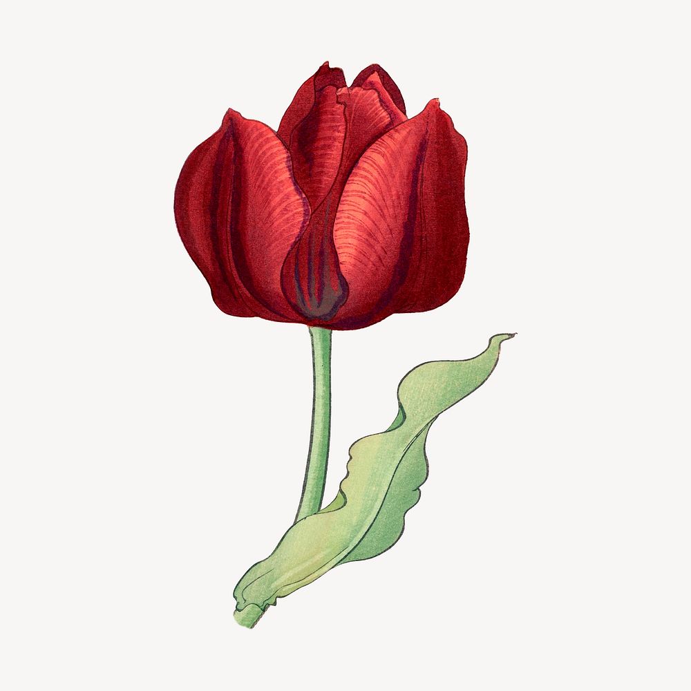 Red tulip illustration collage element psd. Remixed by rawpixel.