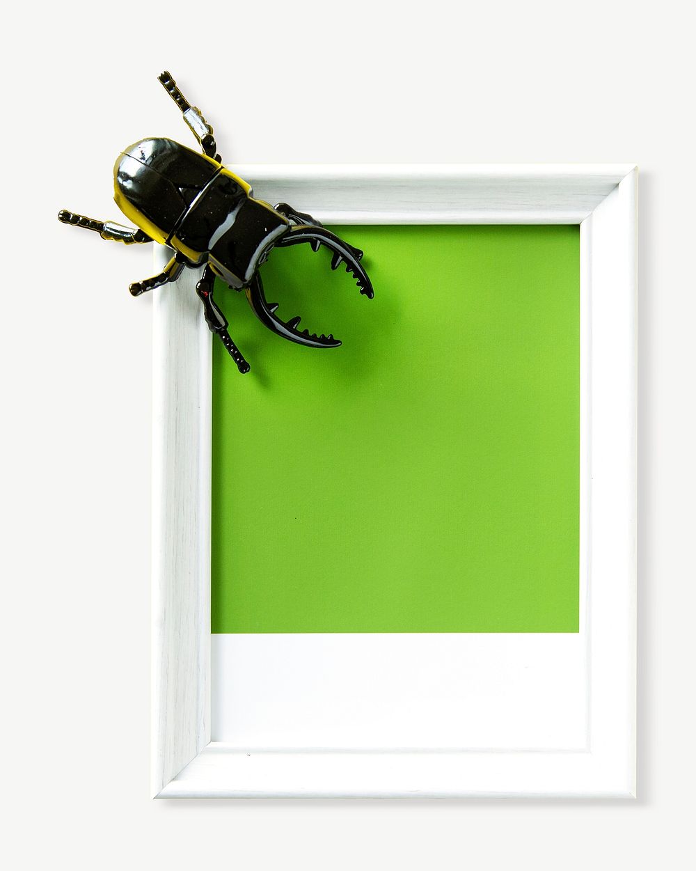 Frame winged beetle insect collage element psd