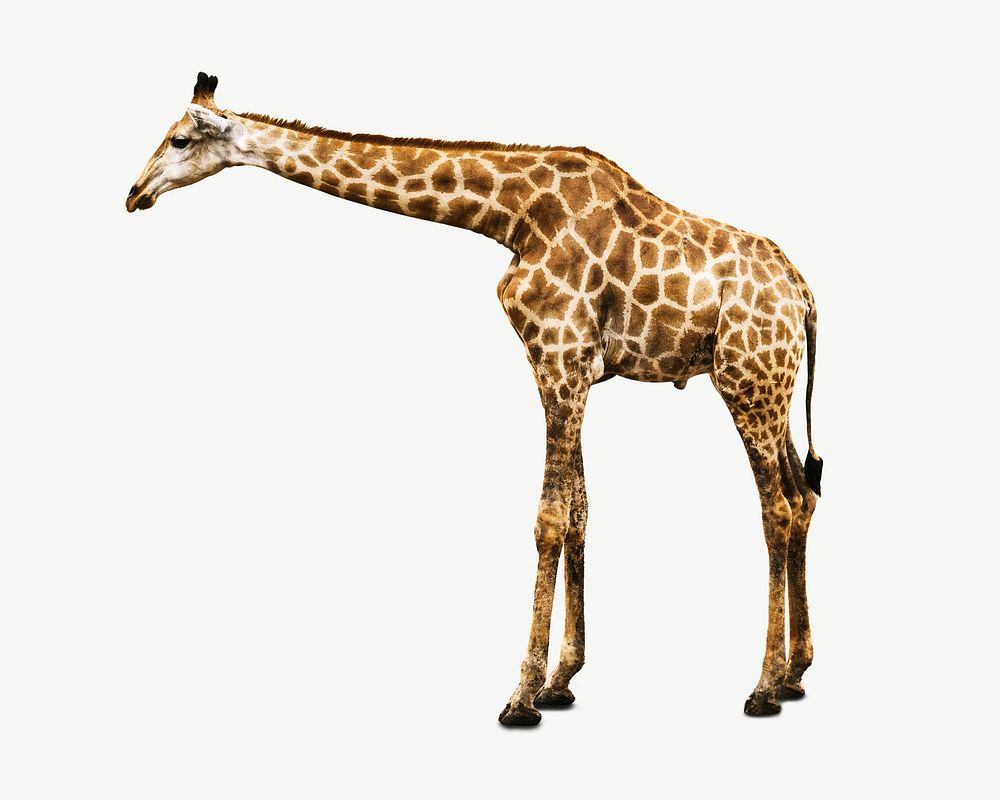 Giraffe animal collage element psd