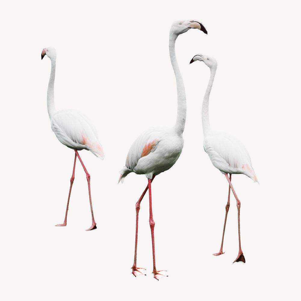 White flamingo bird isolated image