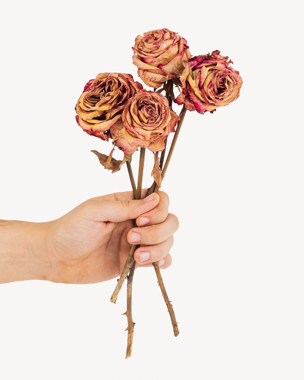 Hand holding dried roses isolated design
