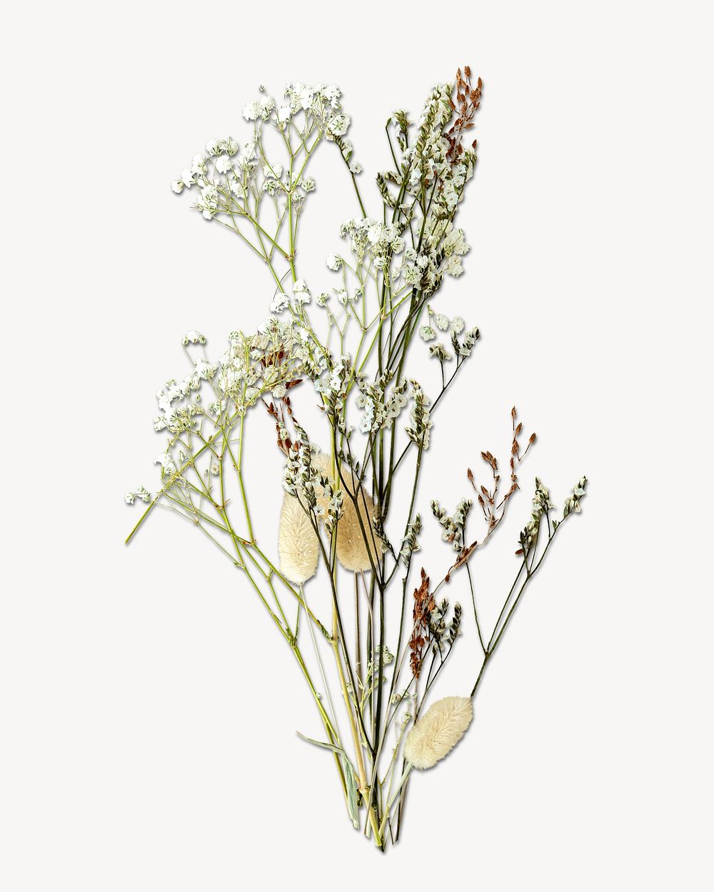 Dried flower isolated design