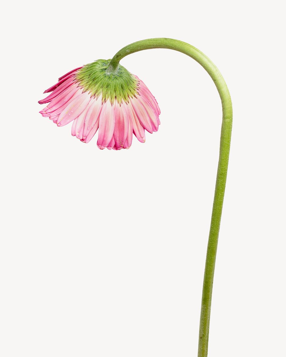 Pink Gerbera flower  isolated design