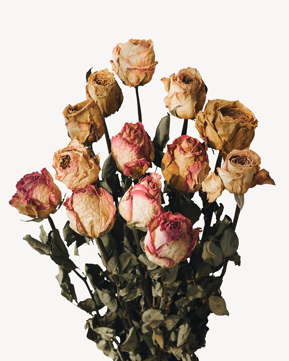 Drying roses bouquet isolated image