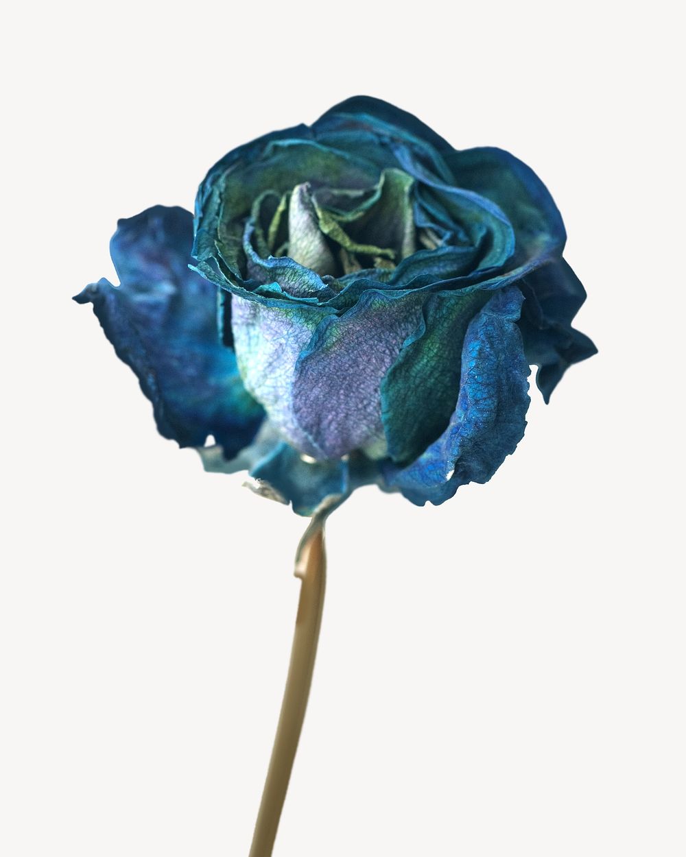 Dried blue rose  isolated design
