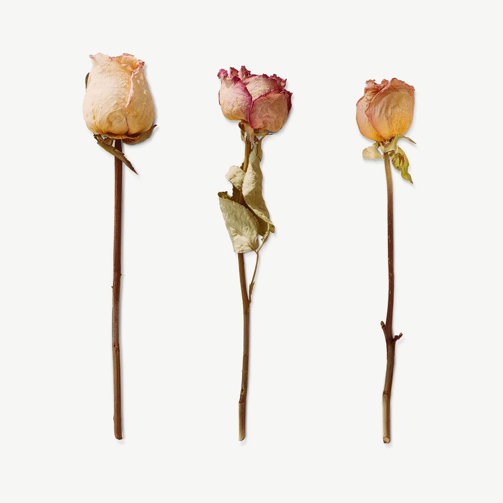 Dried roses on a white background flatlay collage element psd