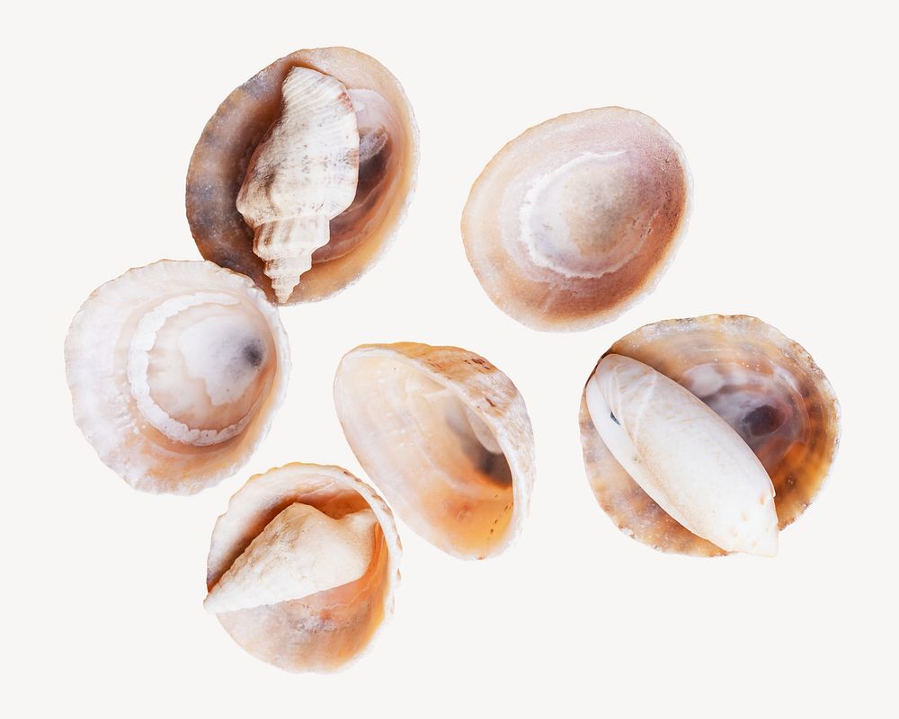 Seashells, isolated image