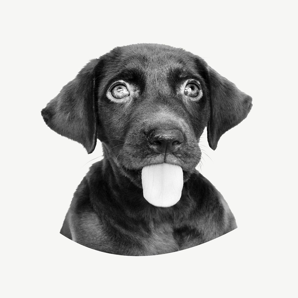 Funny dog portrait, greyscale collage element psd