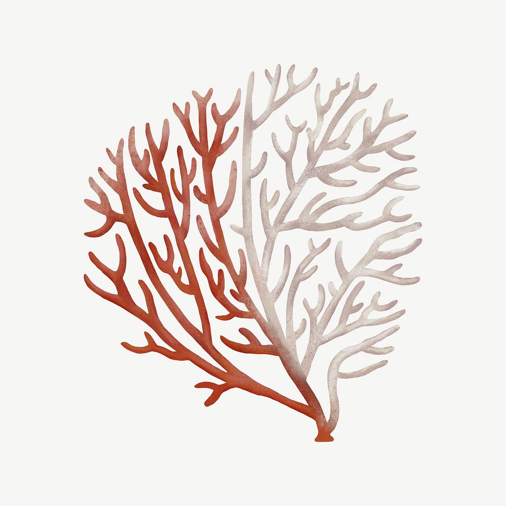 Bleached coral, nature illustration collage element psd