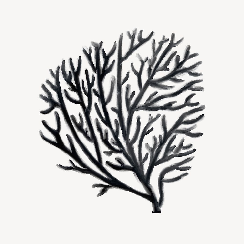 Black coral, aesthetic nature illustration