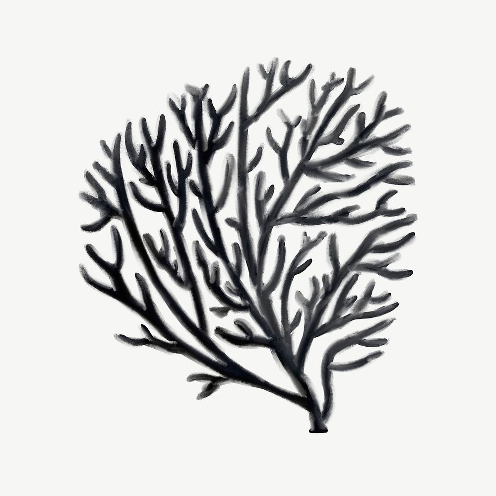 Black coral, nature illustration collage element psd