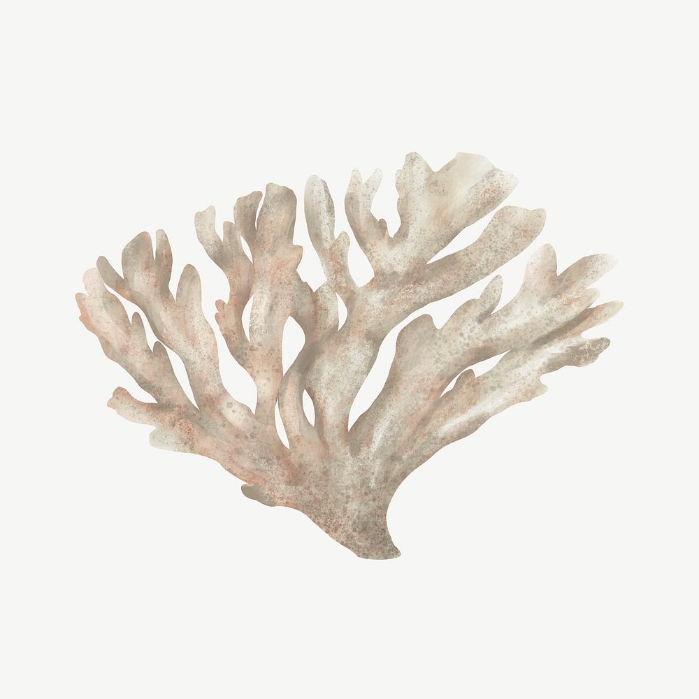Bleached coral, nature illustration collage element psd