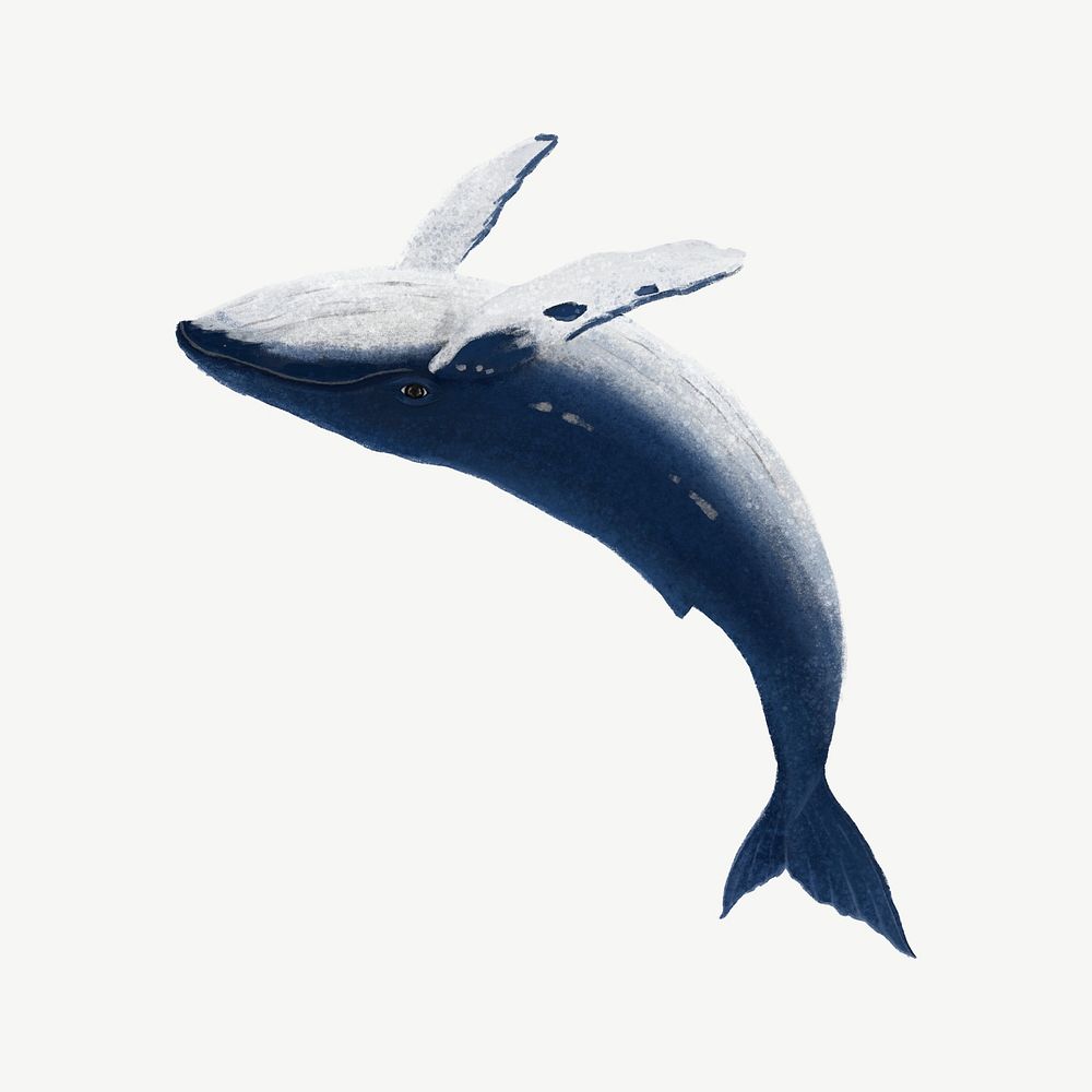 Humpback whale, animal illustration, collage element psd