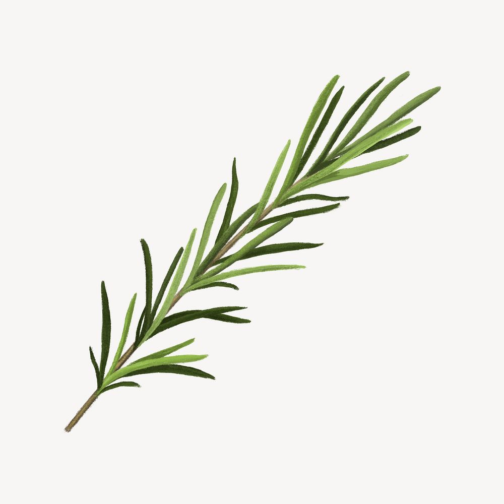 Rosemary herb, healthy food illustration