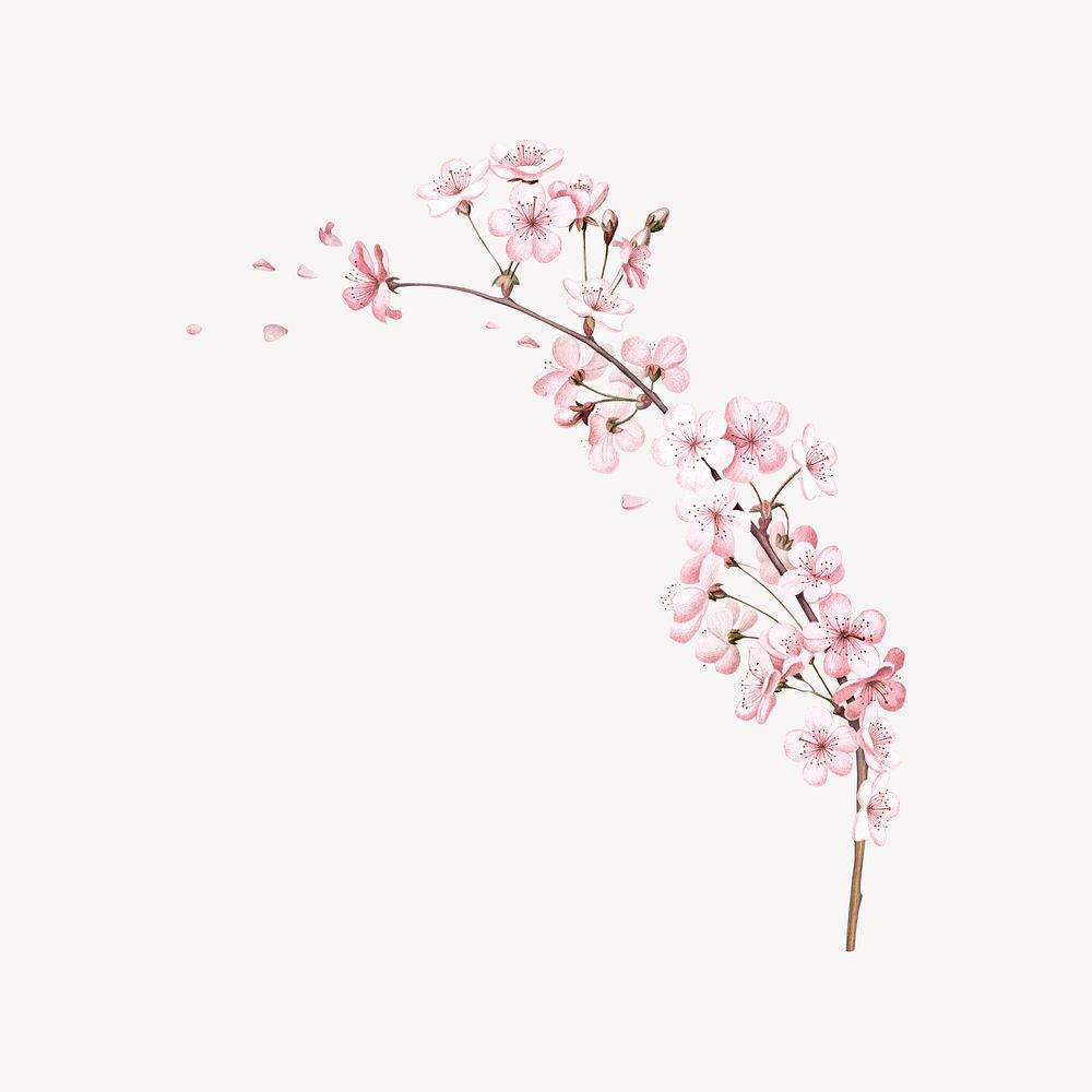 Cherry blossom branch flower, botanical illustration