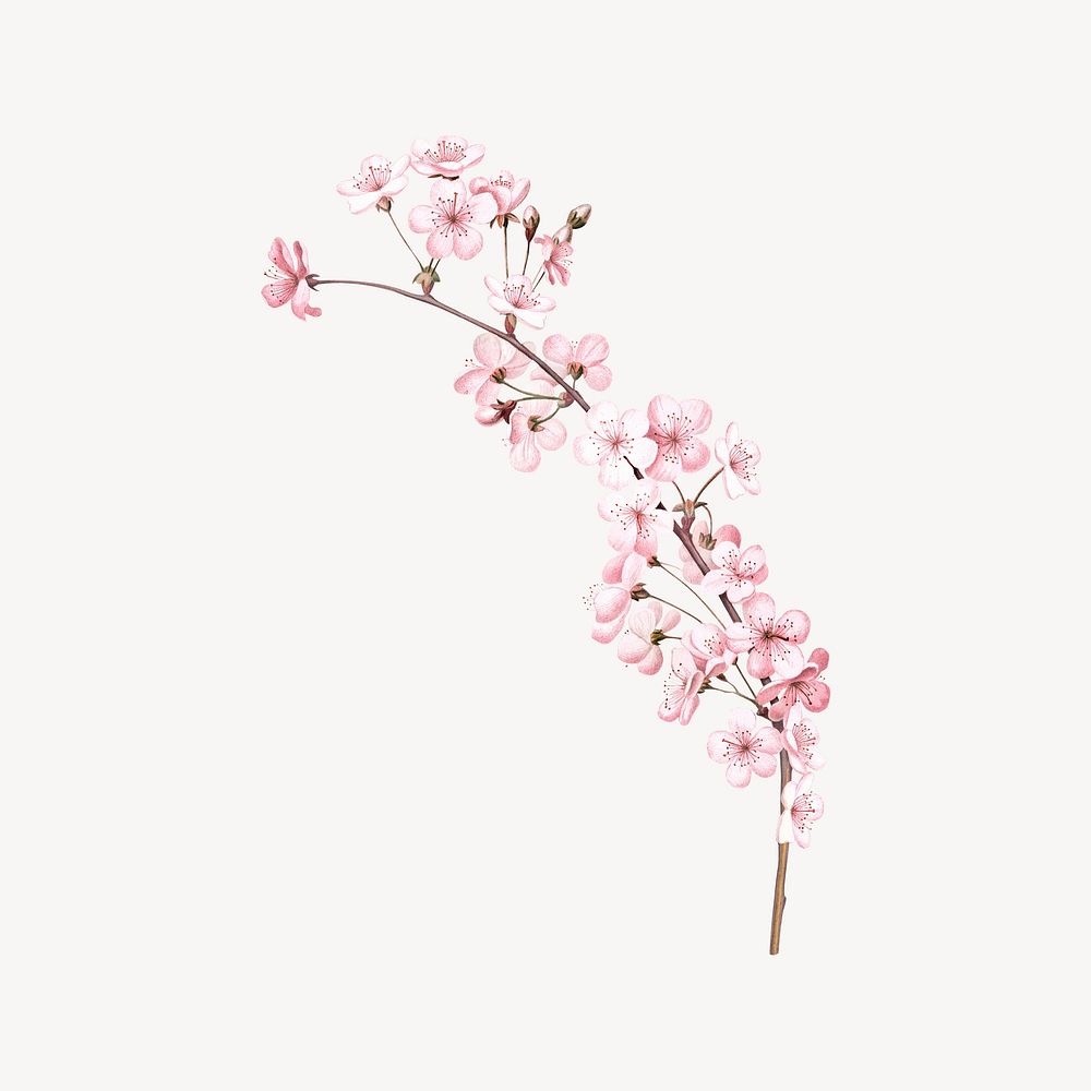 Cherry blossom branch flower, botanical illustration