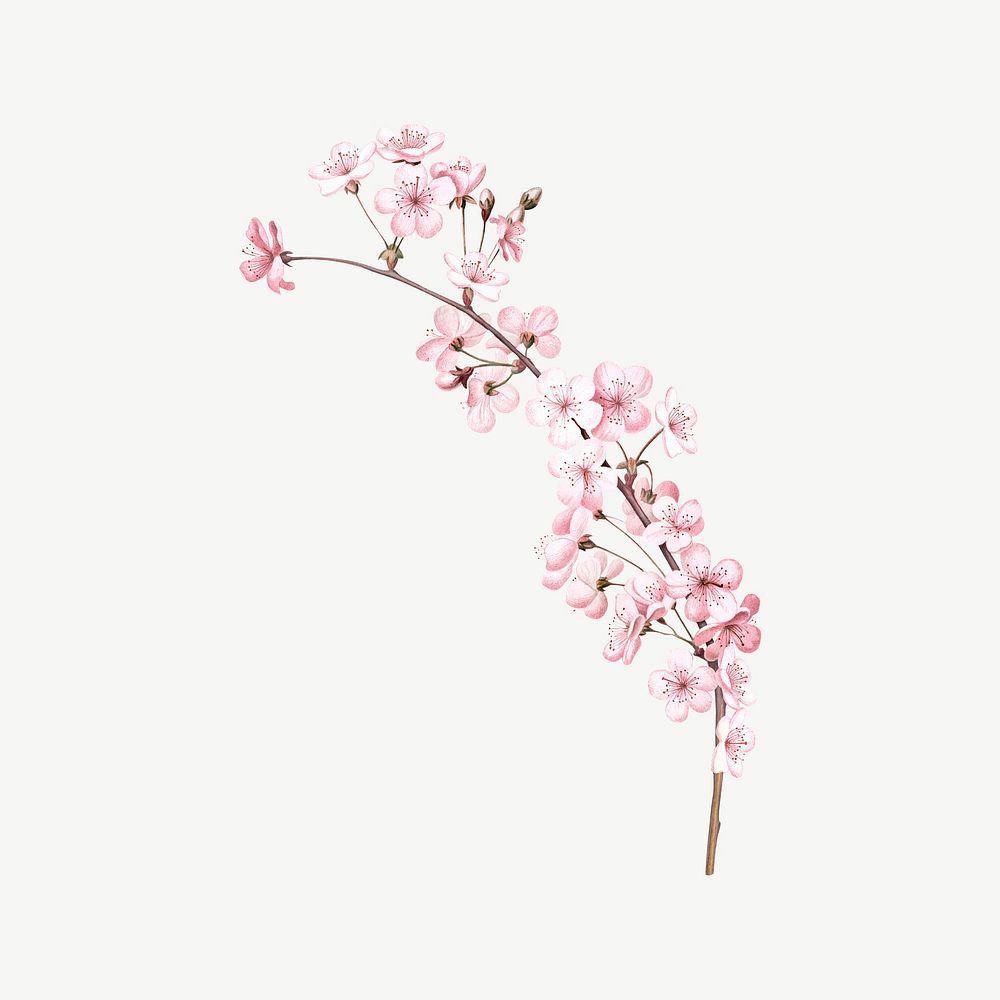 Cherry blossom branch flower, botanical collage element psd