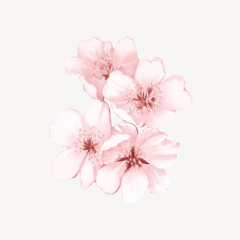 Japanese cherry blossom flower, botanical illustration