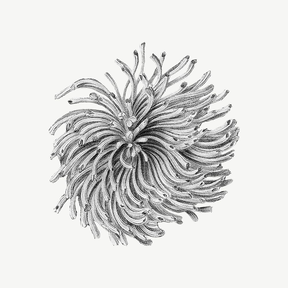 Blooming chrysanthemum flower, botanical collage element psd