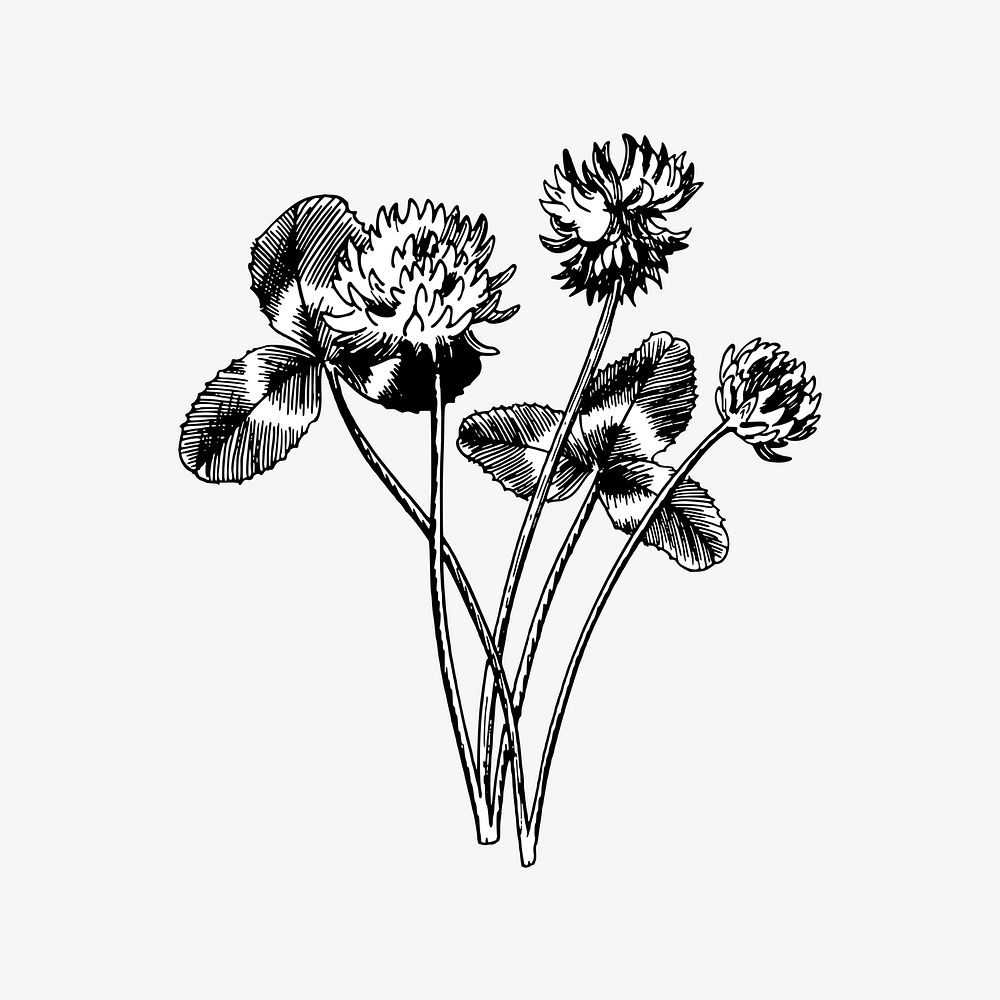 Clover flower, botanical illustration
