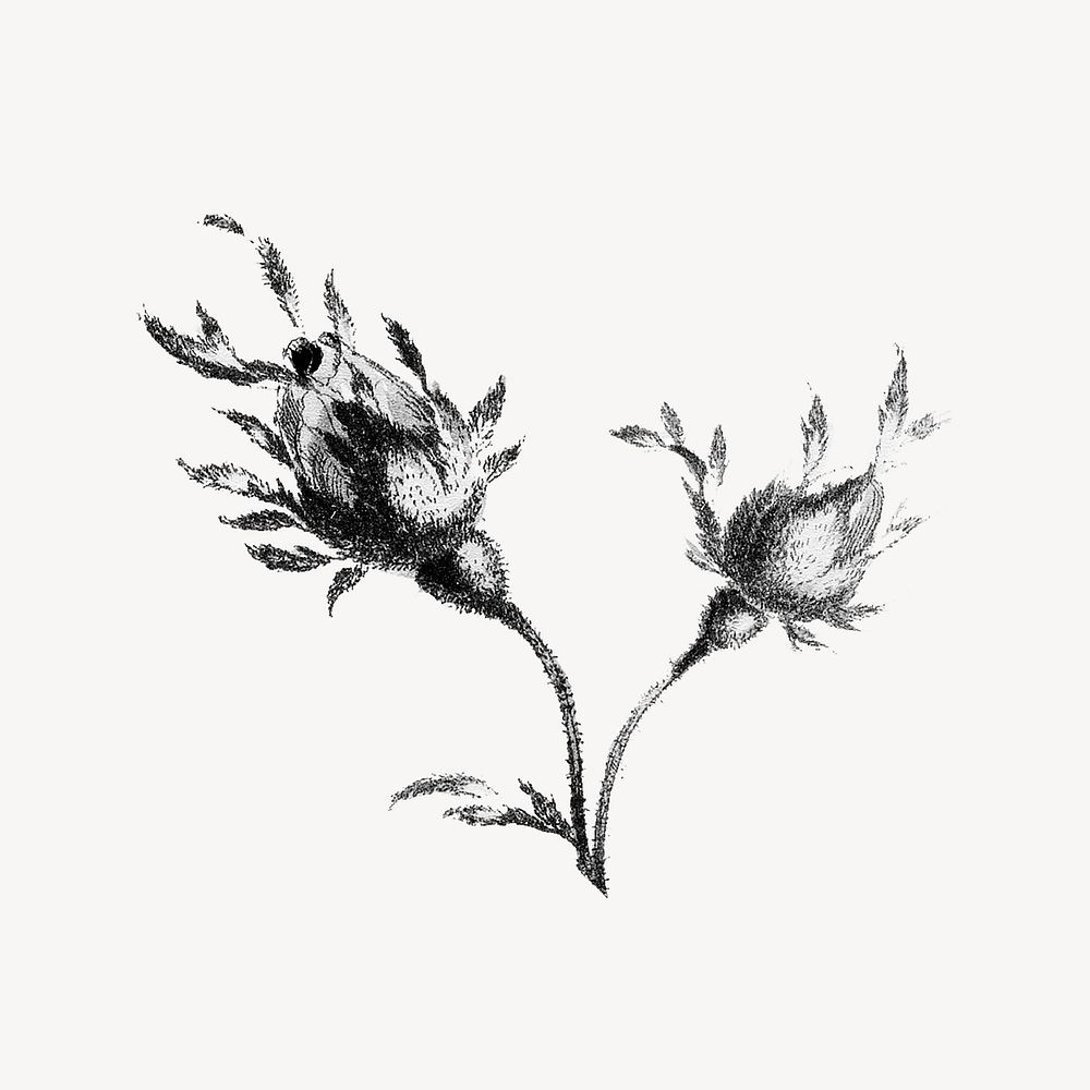 Wild rose flower, botanical illustration