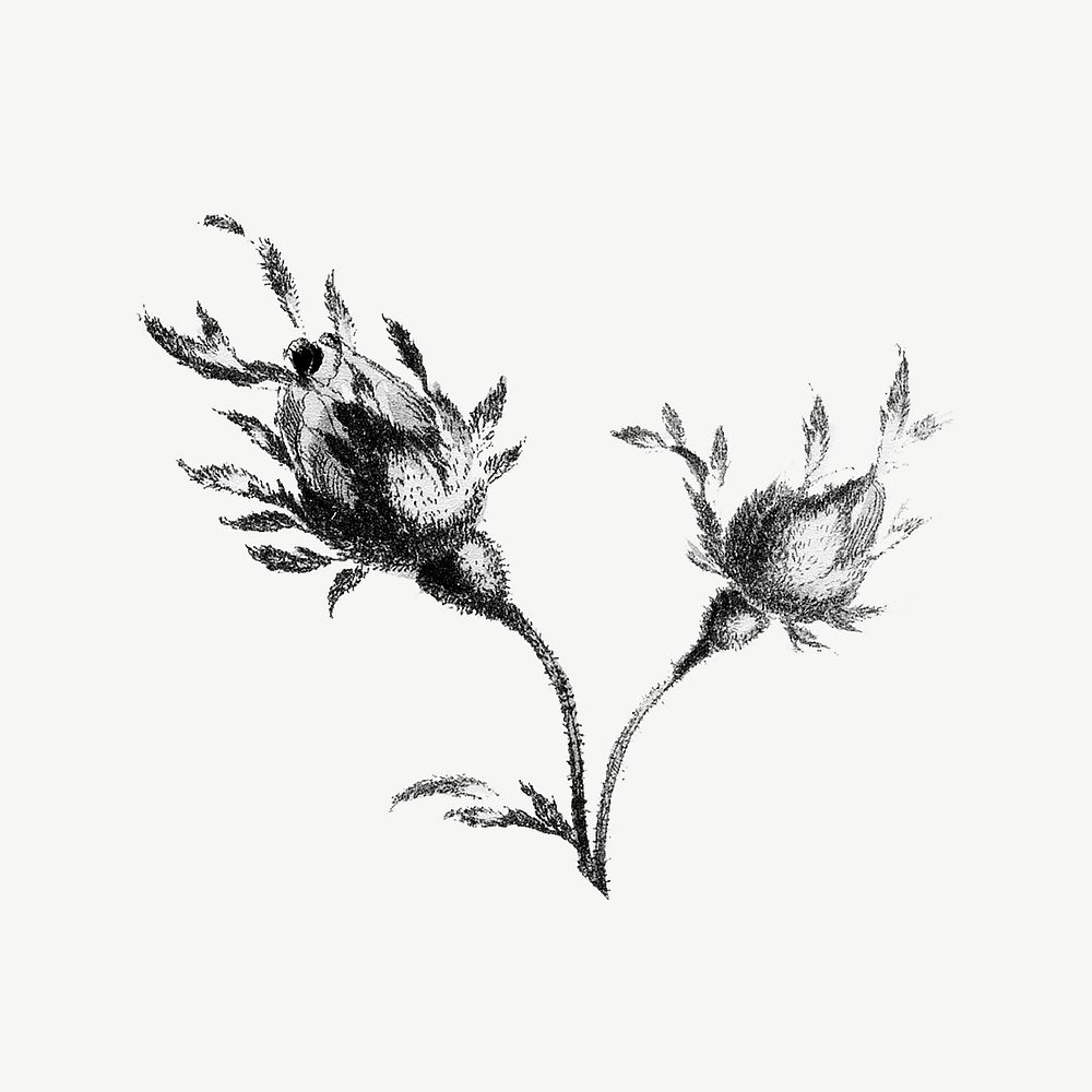 Wild rose flower, botanical collage element psd