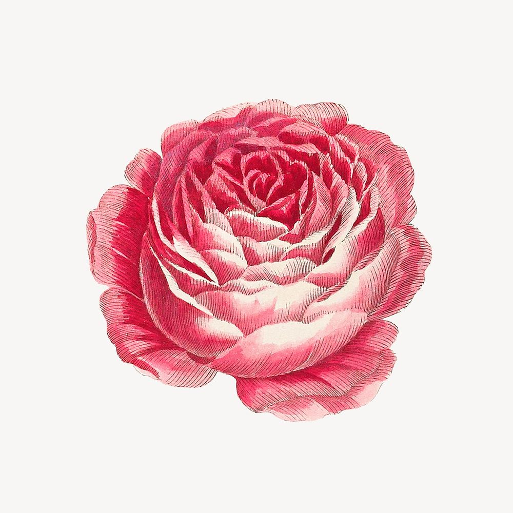 Pink blooming rose flower, botanical illustration