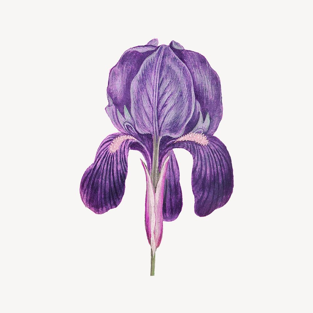 Purple iris flower, botanical illustration