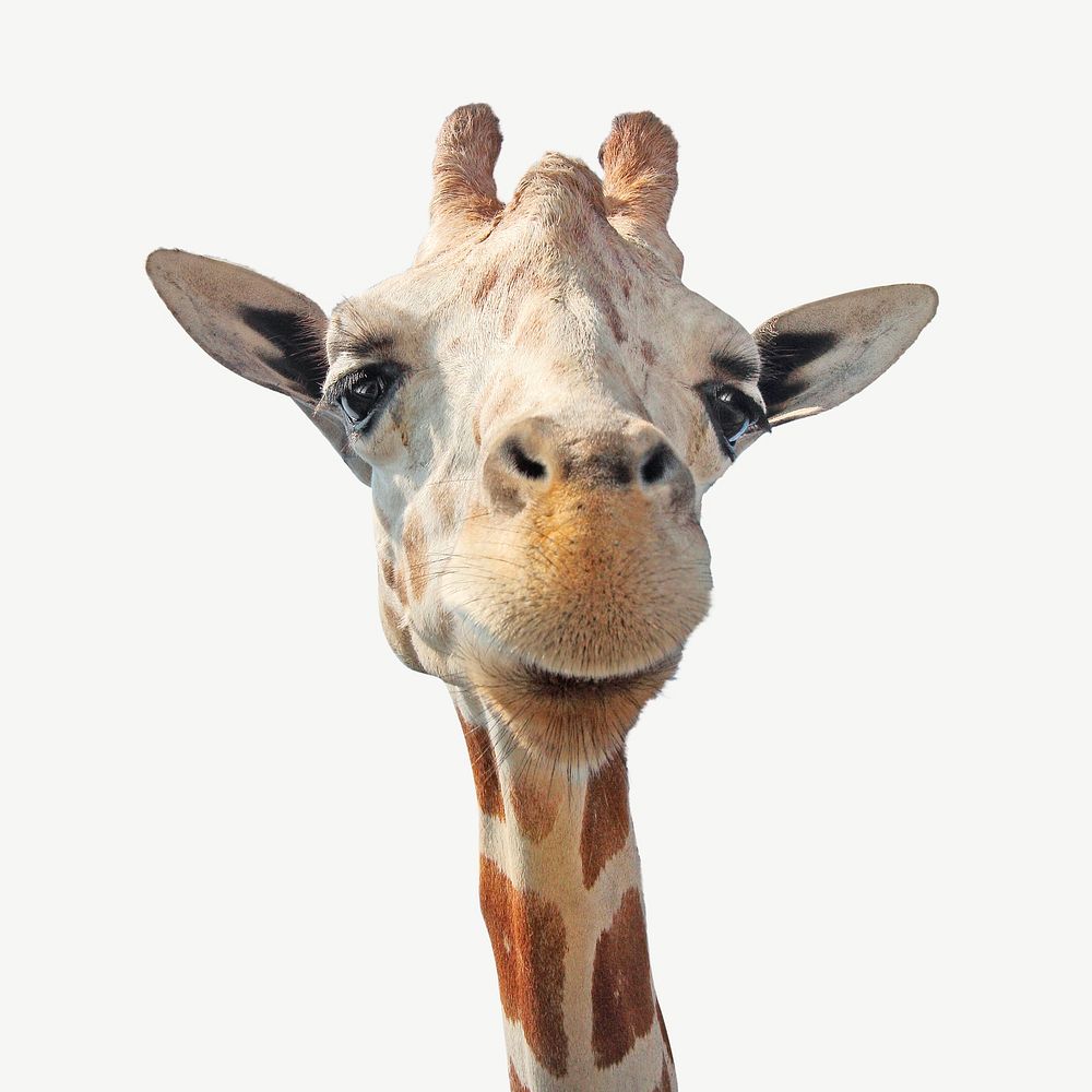 Giraffe, wild animal collage element psd