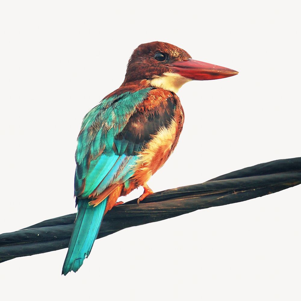 White-throated kingfisher bird, isolated animal image