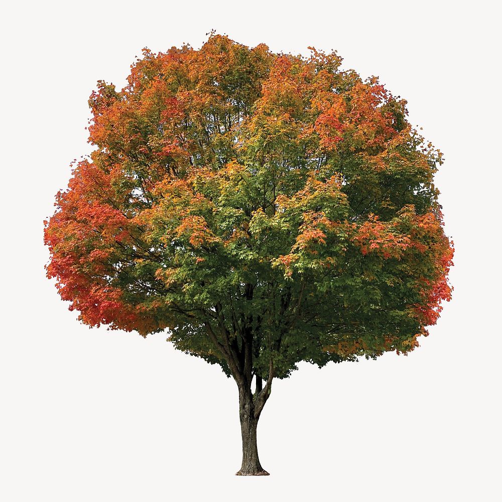 Autumn tree, isolated botanical image