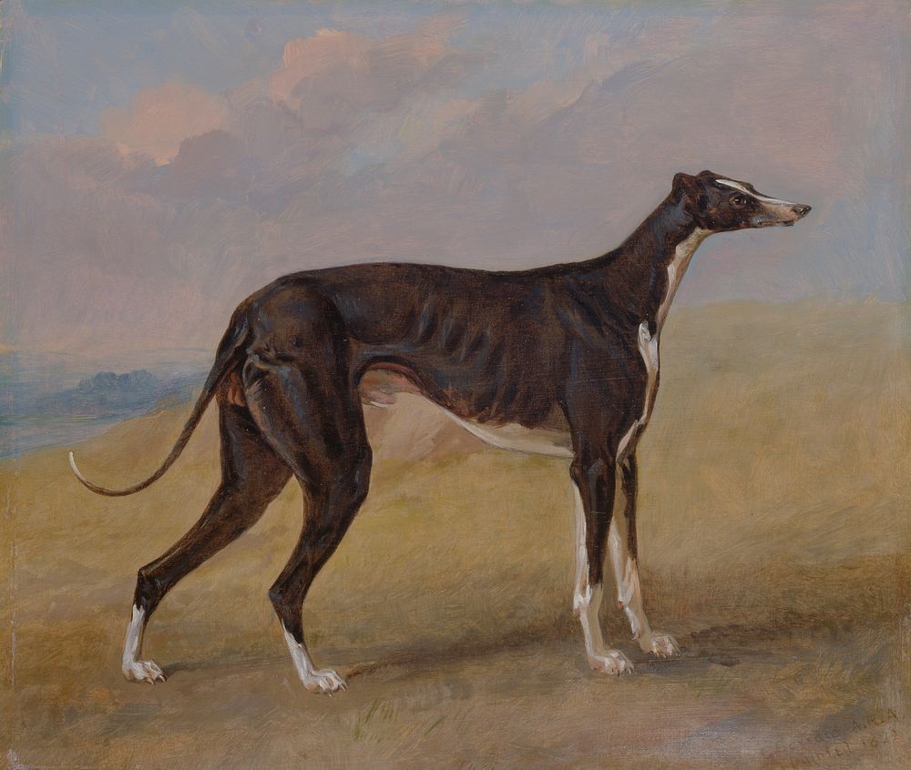 Turk, a greyhound, the property of George Lane Fox