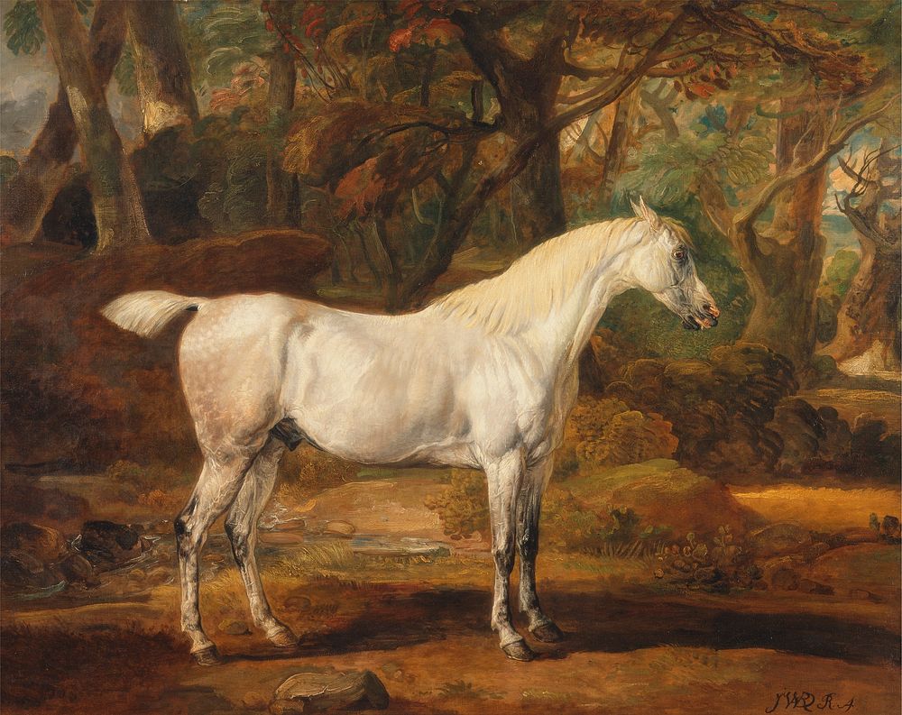 Grey Arabian stallion, the property of Sir Watkin Williams-Wynn