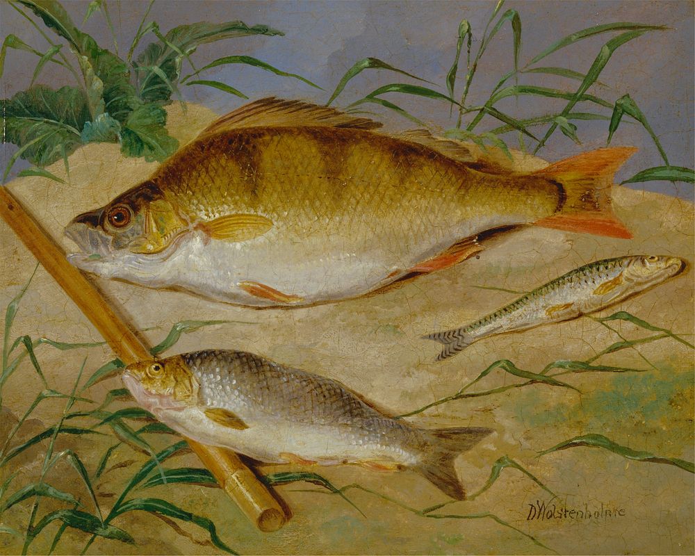 An Angler's Catch of Coarse Fish