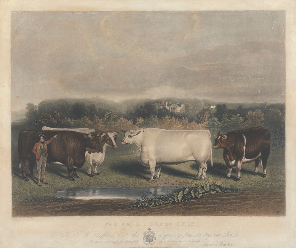 The Chillington Oxen