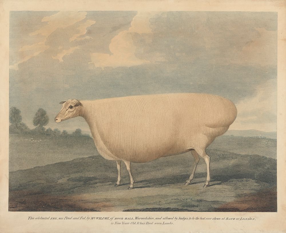 This Celebrated Ewe was Bred and Fed, by Mr. Wilcox.