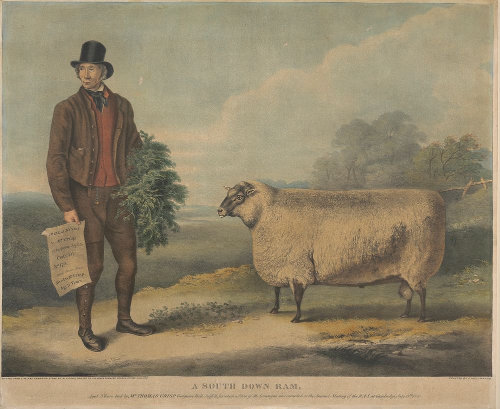 A South Down Ram; Aged 3 Years, bred by Mr. Thomas Crisp, Gedgrave Hall, Suffolk, for which a Prize of 30 Severeigns was…