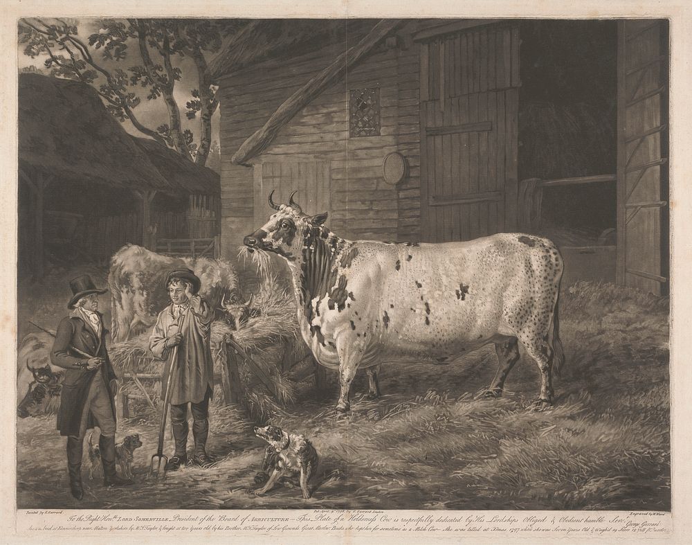 [No. 5] Prints / of the / Improved British Cattle:  Holderness Cow / Taken from His Majesty's Stock at Windsor