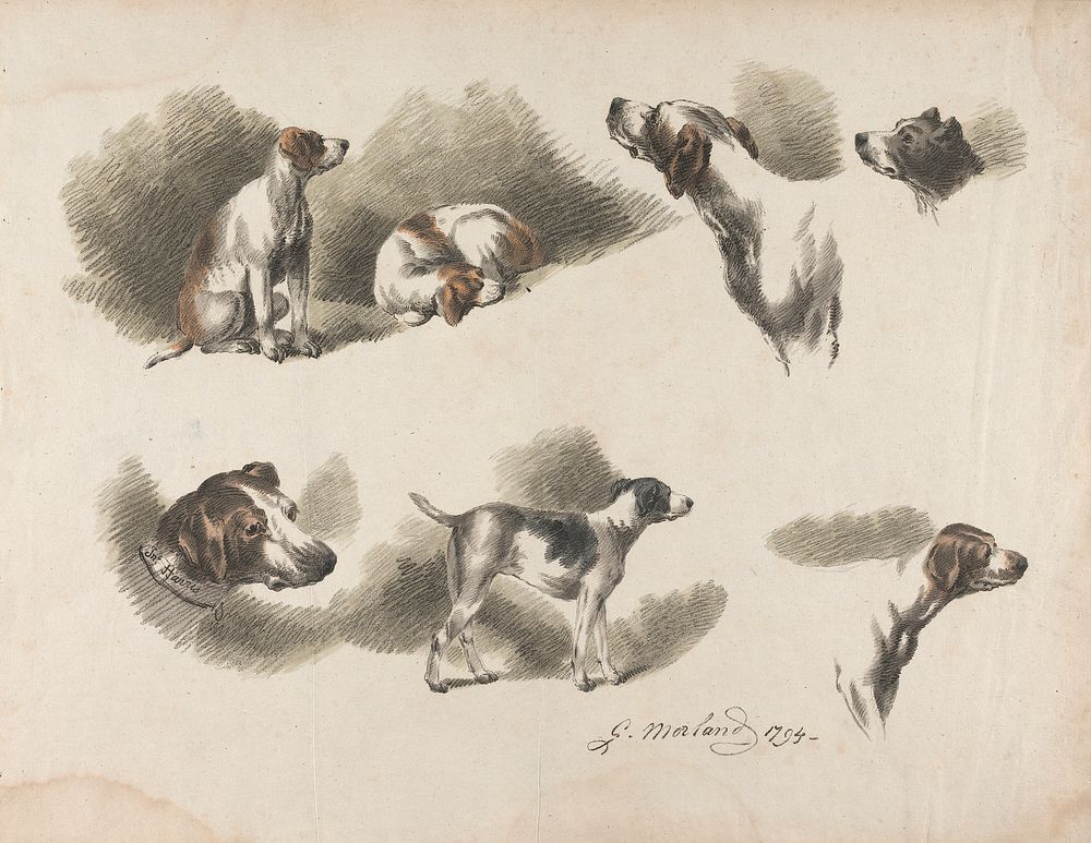 [Animals] Seven studies on hound on one sheet. 'Jno. Harris' on collar of hound at lower left