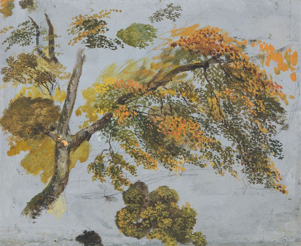 Tree Study (Autumn Foliage)