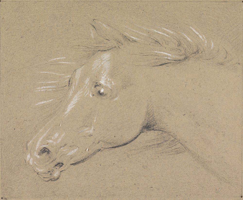 Head and Neck of a Frightened Horse, Left Profile