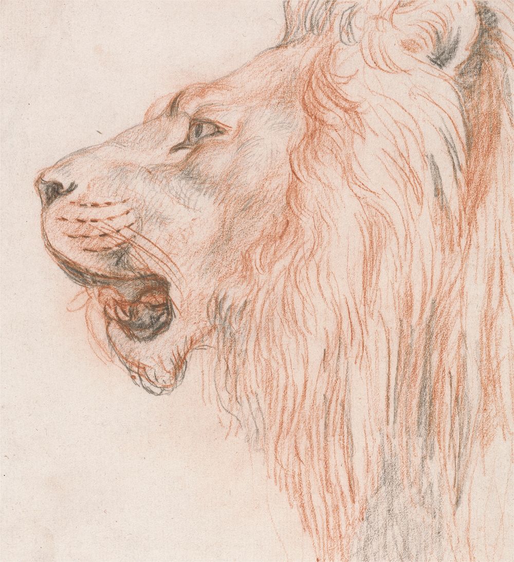 Head of a Male Lion
