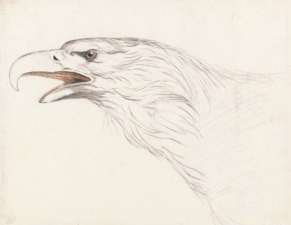 Head of an Eagle, Facing Left