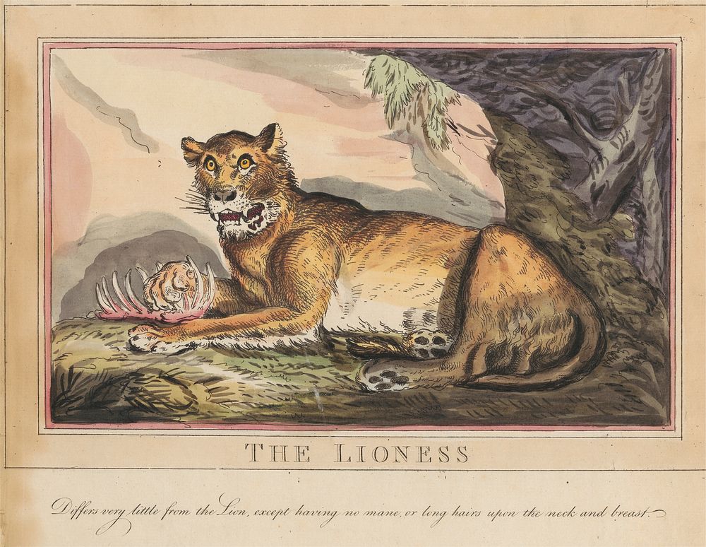 Set of eight with title-page. 'Foreign and Domestick Animals.'  4. The Tiger