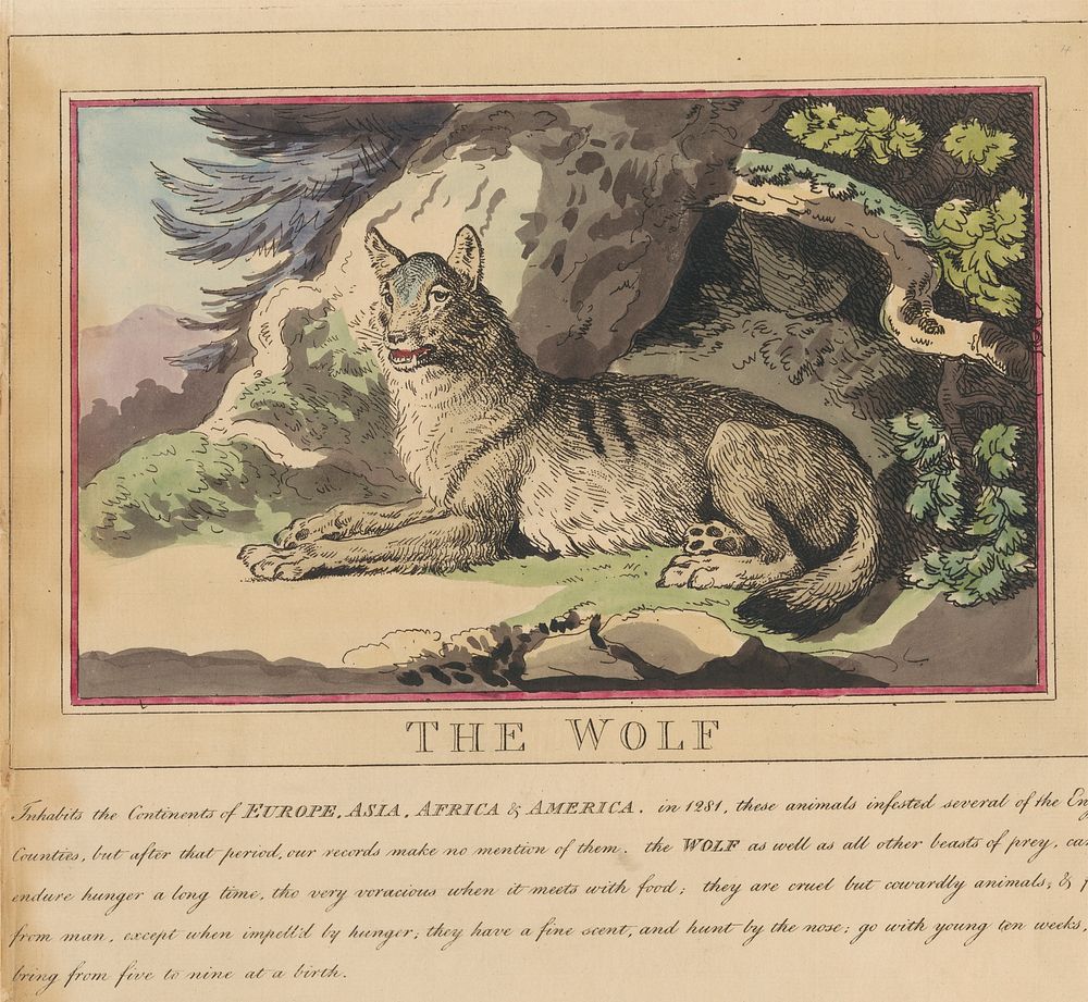 Set of eight with title-page. 'Foreign and Domestick Animals.'  5. The Wolf