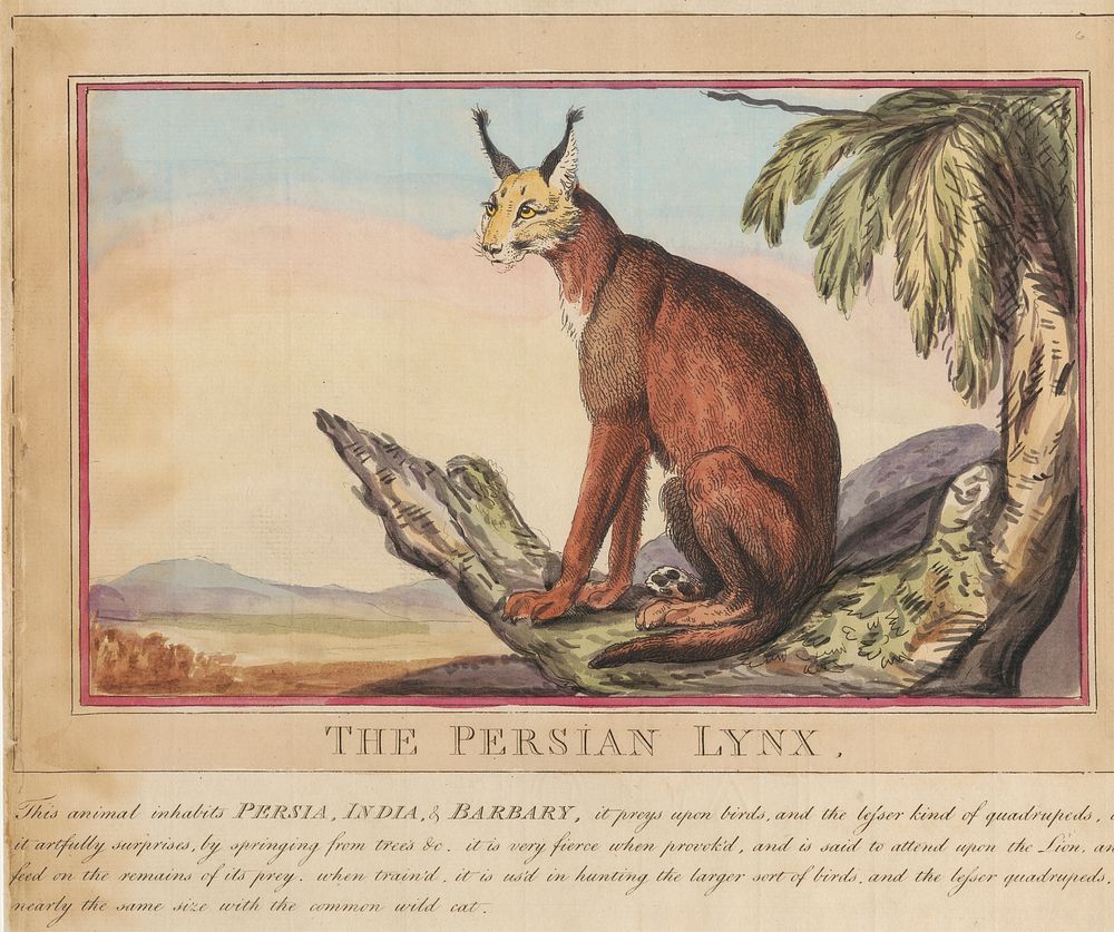 Set of eight with title-page. 'Foreign and Domestick Animals.'  7.  The Persian Lynx